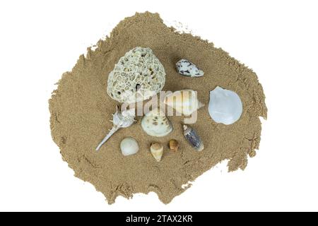 mucchio di conchiglie sulla sabbia della spiaggia isolato su sfondo bianco Foto Stock