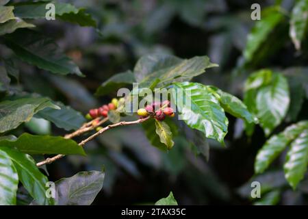 Vista ravvicinata dei chicchi di caffè, della frutta o delle ciliegie di caffè Foto Stock