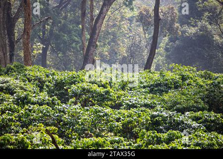 Tenuta di caffè in una catena montuosa in India Foto Stock