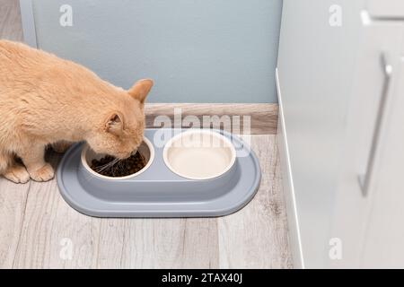 il gatto domestico mangia cibo secco da una ciotola. cat mastica il cibo. cat mangia cibo in cucina Foto Stock