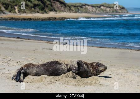 Una foca a Waipapa Point, The Catlins, Southland, nuova Zelanda Foto Stock