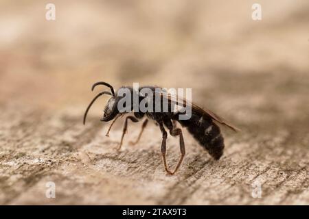 Primo piano dettagliato su un'ape di solco gigante nera scura, Lasioglossum majus, con le sue imponenti ganasce grandi Foto Stock