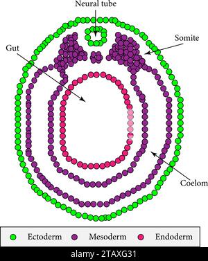 Sezione trasversale di un embrione vertebrato nello stadio della neurula.illustrazione vettoriale Illustrazione Vettoriale