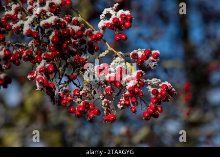 Bacche di biancospino rosso su un cespuglio di biancospino in inverno Foto Stock