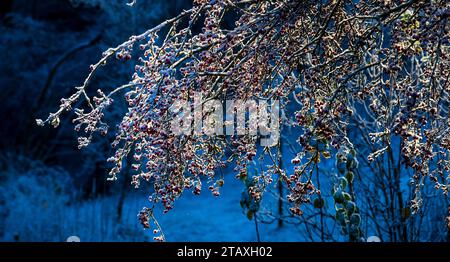 Bacche di biancospino rosso su un cespuglio di biancospino in inverno Foto Stock