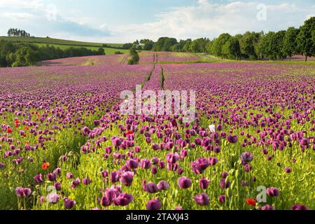 Campo di papavero da oppio fiorito, in latino papaver somniferum, il papavero di colore viola scuro viene coltivato nella Repubblica Ceca per l'industria alimentare Foto Stock