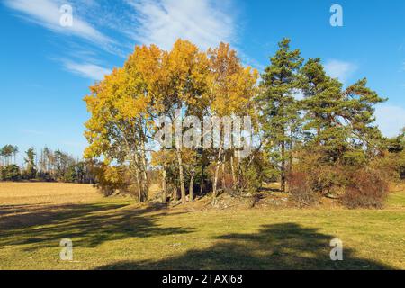 Boschetto di Populus tremula, chiamato aspen comune, aspen eurasiatico, aspen europeo, o aspen quaking, vista del paesaggio autunnale Foto Stock