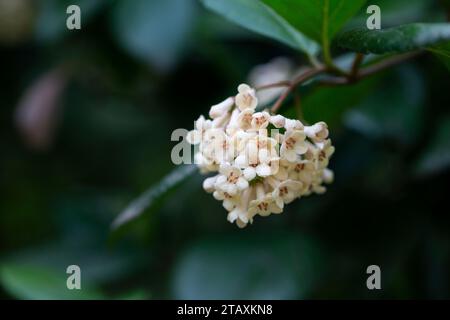 Viburnum suspensum - gruppi di piccoli fiori bianchi su un ramo, fuoco selettivo. Sfondo fiore primaverile Foto Stock
