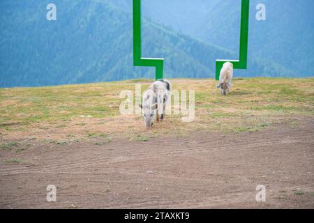 Due maiali macchiati che scorrono verso il telaio verde Foto Stock