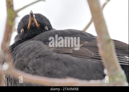 L'uccello più comune nella repubblica ceca turdus merula, noto anche come merluzzo eurasiatico, è seduto sull'albero in inverno. Primo piano. Foto Stock