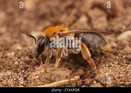 Primo piano naturale dettagliato su una femmina ape mineraria dalla coda d'arancia, Andrena haemorrhoa seduta a terra Foto Stock