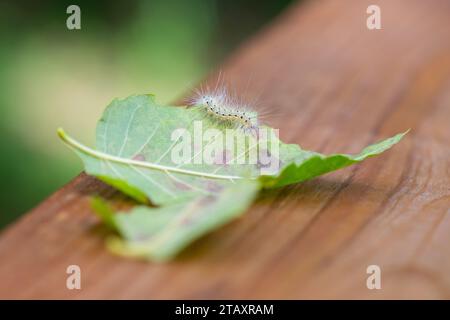 Originario del Nord America, un fuzzy bruco di verme nero autunnale (Hyphantria cunea) si arrampica su una singola foglia alla fine dell'estate. Foto Stock