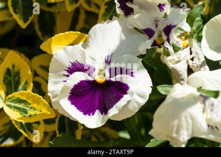 Primo piano di bellissime Pansie blu fiorite primaverili (Viola tricolore var. Hortensis) Foto Stock