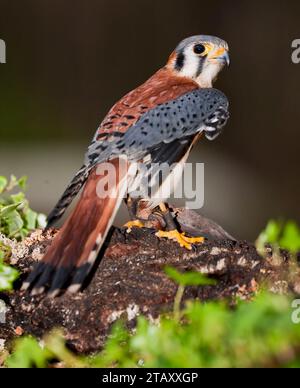 Huntersville, North Carolina, Stati Uniti. 28 marzo 2009. Il Kestrel americano è un piccolo falco. Questo uccello era colloquialmente conosciuto in Nord America come Sparrow Hawk. (Immagine di credito: © Walter G Arce Sr Action Sports P/ASP) SOLO USO EDITORIALE! Non per USO commerciale! Foto Stock