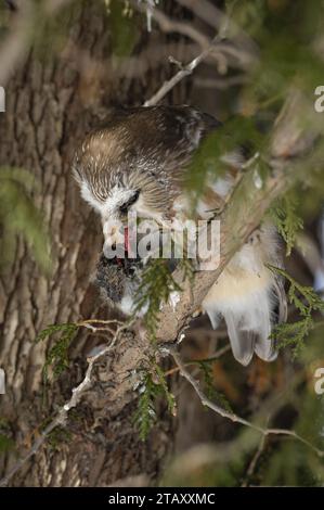Northern Saw-whet mangiare un lemming di un ramo di albero Foto Stock
