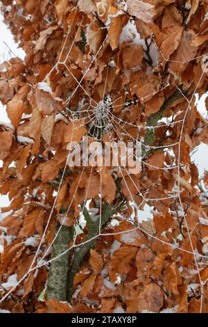 Hoar Frost aggrappato alla rete di ragno (Araneidae) su un giovane faggio in una siepe dopo la recente neve, Wiltshire UK, dicembre. Foto Stock