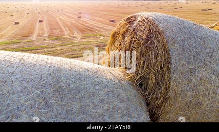 Paglia di frumento secco attorcigliata in balle in rotoli sul campo sullo sfondo del campo con balle quadrate di paglia all'alba. Paesaggio rurale soleggiato, paesaggio di campagna. Vista aerea droni, Foto Stock