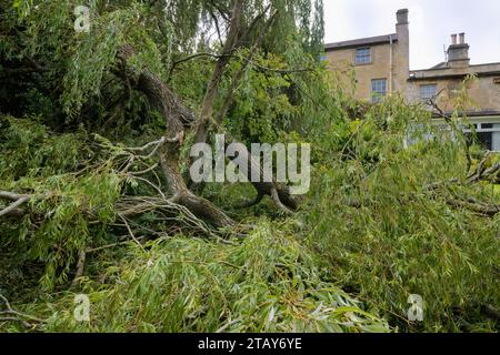 Salice piangente (Salix x sepulcralis) enorme ramo caduto in un giardino durante una tempesta, Wiltshire UK, agosto 2023. Proprietà rilasciata. Foto Stock