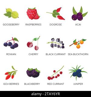 Piantare bacche isolate su fondo bianco - ribes, ciliegia, lamponi, rowan, uva spina, dogrose, blackberry goji ginepro. Bacche biologiche naturali Illustrazione Vettoriale