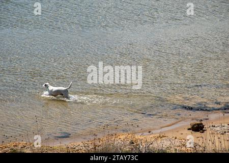 Un cane giocoso corre nei bassi fondali del mare a Sahara Beach, Lopar, Rab, Croazia Foto Stock