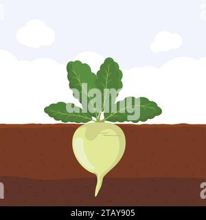 Ravanello con foglie verdi sulla superficie del terreno, vegetazione orto biologico fresco che cresce sottoterra, illustrazione vettoriale piatto di cartoni animati. Illustrazione Vettoriale