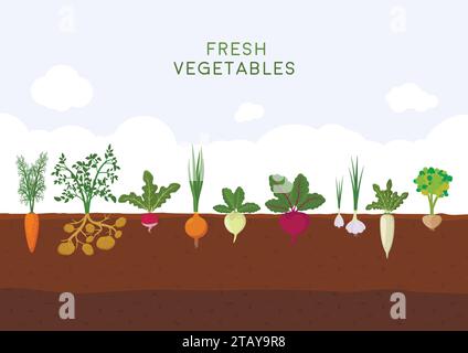 Orto biologico fresco su sfondo blu cielo. Giardino con verdure diverse. Piantare la pianta di verdure in sottosuolo - carota Illustrazione Vettoriale