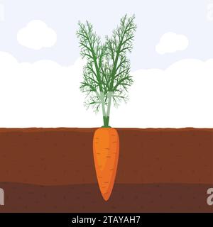Carota con germoglio verde sulla parte superiore del terreno, piante da orto biologico fresco che crescono sottoterra, illustrazione vettoriale piatto dei cartoni animati. Illustrazione Vettoriale