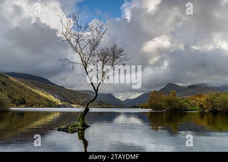Lone Tree, Llyn Padarn, Llanberis, Galles Foto Stock