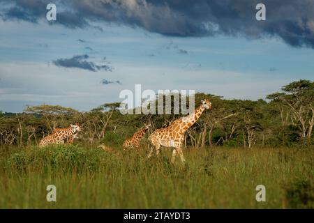 Giraffa di Rothschild - Giraffa camelopardalis rothschildi sottospecie della giraffa settentrionale, anche Baringo o Nubiana o come giraffa ugandese, portra Foto Stock