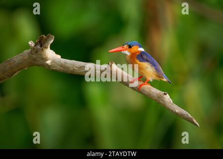 Malachite Kingfisher - fiume Corythornis cristatus kingfisher ampiamente distribuito in Africa a sud del Sahara, piccolo uccello colorato con arancio rugoso Foto Stock