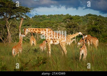 Giraffa di Rothschild - Giraffa camelopardalis rothschildi sottospecie della giraffa settentrionale, anche Baringo o Nubiana o come giraffa ugandese, portra Foto Stock