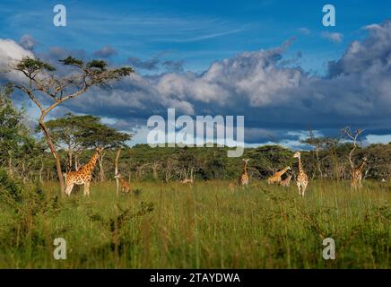 Giraffa di Rothschild - Giraffa camelopardalis rothschildi sottospecie della giraffa settentrionale, anche Baringo o Nubiana o come giraffa ugandese, portra Foto Stock