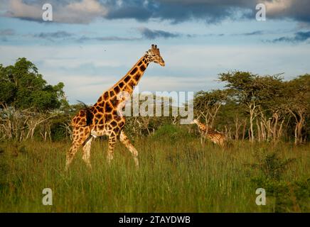 Giraffa di Rothschild - Giraffa camelopardalis rothschildi sottospecie della giraffa settentrionale, anche Baringo o Nubiana o come giraffa ugandese, portra Foto Stock