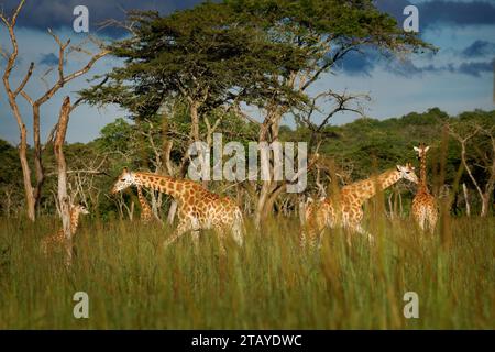 Giraffa di Rothschild - Giraffa camelopardalis rothschildi sottospecie della giraffa settentrionale, anche Baringo o Nubiana o come giraffa ugandese, portra Foto Stock