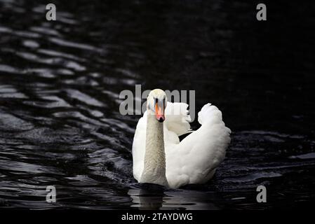 Uccelli a Linlithgow Loch Scotland Foto Stock