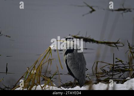 Heron Ardeidae a Linlithgow Loch Scozia Foto Stock