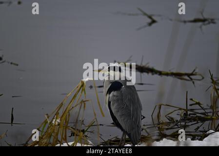 Heron Ardeidae a Linlithgow Loch Scozia Foto Stock