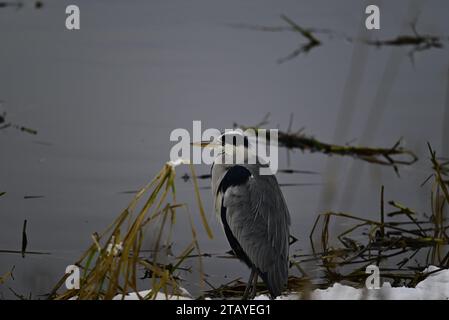 Heron Ardeidae a Linlithgow Loch Scozia Foto Stock