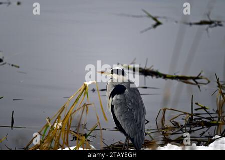 Heron Ardeidae a Linlithgow Loch Scozia Foto Stock