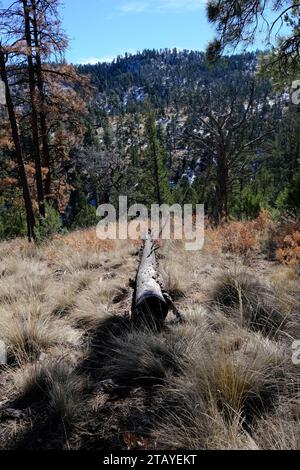 Questo è da una serie di foto che ho scattato al Grindstone Lake Loop Trail vicino a Ruidoso, New Mexico. Questo posto fa parte della Lincoln National Forest. Foto Stock