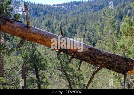 Questo è da una serie di foto che ho scattato al Grindstone Lake Loop Trail vicino a Ruidoso, New Mexico. Questo posto fa parte della Lincoln National Forest. Foto Stock
