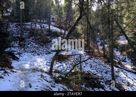 Questo è da una serie di foto che ho scattato al Grindstone Lake Loop Trail vicino a Ruidoso, New Mexico. Questo posto fa parte della Lincoln National Forest. Foto Stock