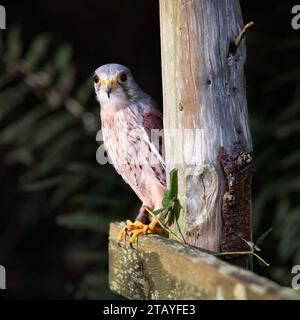 Un gheppio timido si poggia su un fencepost di legno Foto Stock