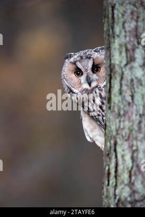 Un gufo dalle lunghe orecchie sbircia da dietro un albero. Foto Stock