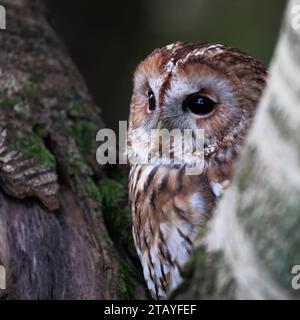 Un Tawny Owl arroccato su un ramo d'albero, riposante. Foto Stock