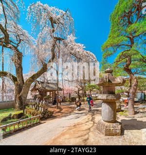 saitama, chichibu - 20 marzo 2023: Shidarezakura che piange fiori di ciliegio e pino che si affaccia sulle lanterne di pietra kasuga, cancello di legno e statue jizo i Foto Stock