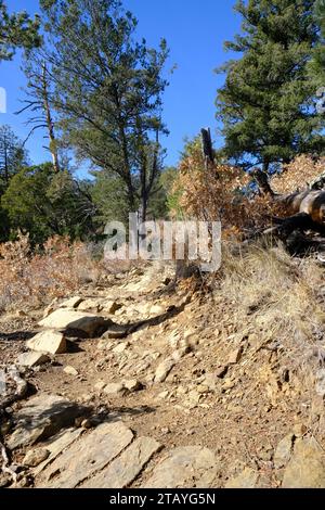 Questo è da una serie di foto che ho scattato al Grindstone Lake Loop Trail vicino a Ruidoso, New Mexico. Questo posto fa parte della Lincoln National Forest. Foto Stock