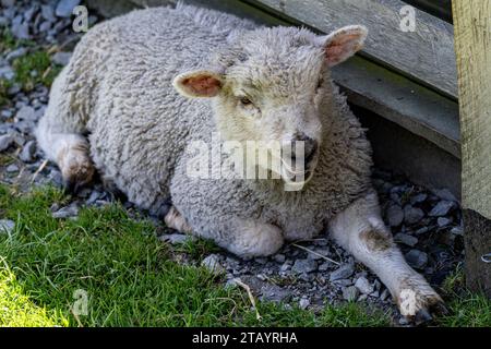Pecore riposate all'ombra presso la Walter Peak High Country Farm Foto Stock