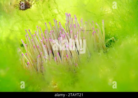 Serpenti, tentacoli di anemone marino, Anemonia viridis, circondato da alghe verdi sott'acqua nell'oceano Atlantico, scenario naturale, Spagna, Galizia Foto Stock