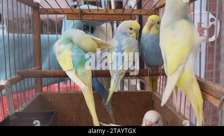 Pappagalli multicolori in una gabbia nel bazar. Foto Stock